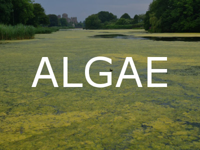 Algae