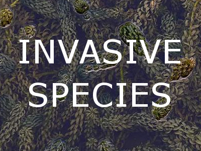 Invasive Aquatic Weed