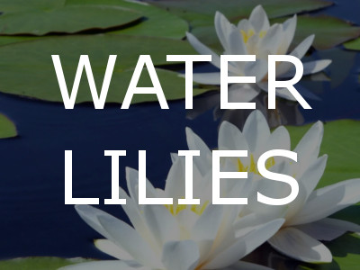 Water Lilies