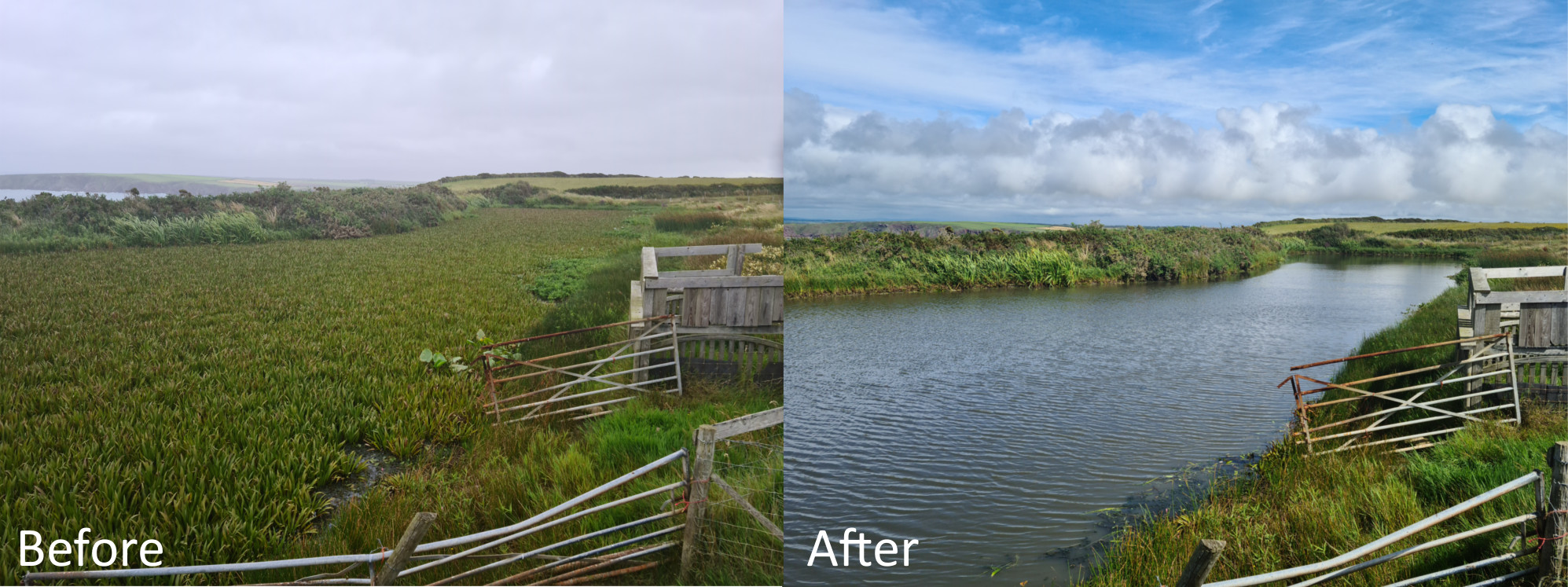 aquatic weed cutting